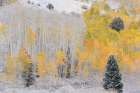 USA, Colorado, Uncompahgre National Forest. Snow on forest in autumn. Art Print